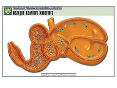 Рельефная таблица "Желудок жвачного животного" (формат А1, матовое ламинирование) - fgospostavki.ru - Киров