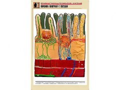 Рельефная таблица "Ворсинка кишечная с сосудом" (формат А1, матовое ламинирование) - fgospostavki.ru - Киров