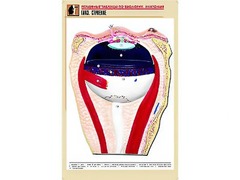 Рельефная таблица "Глаз. Строение" (формат А1, матовое ламинирование) - fgospostavki.ru - Киров