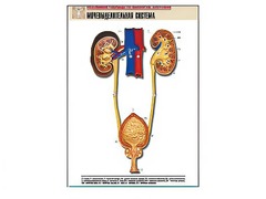 Рельефная таблица "Мочевыделительная система" (формат А1, матовое ламинирование) - fgospostavki.ru - Киров