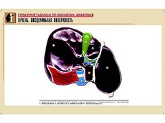 Рельефная таблица "Печень. Висцеральная поверхность" (формат А1, матовое ламинирование) - fgospostavki.ru - Киров
