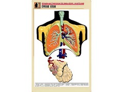 Рельефная таблица "Строение легких" (формат А1, матовое ламинирование) - fgospostavki.ru - Киров
