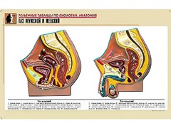 Рельефная таблица "Таз мужской и женский" (формат А1, матовое ламинирование) - fgospostavki.ru - Киров