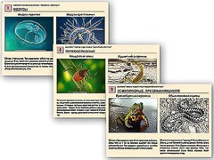 Комплект таблиц раздаточных "Ядовитые животные" - fgospostavki.ru - Киров