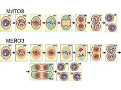 Модель-аппликация "Деление клетки. Митоз и мейоз" (ламинированная) - fgospostavki.ru - Киров