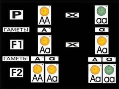 Модель-аппликация "Моногибридное скрещивание" (ламинированная) - fgospostavki.ru - Киров