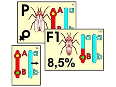 Модель-аппликация "Перекрест хромосом" (ламинированная) - fgospostavki.ru - Киров