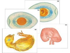 Модель-аппликация "Развитие птицы и млекопитающего (человека)" (ламинированная) - fgospostavki.ru - Киров