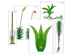 Модель-аппликация "Размножение мха" (ламинированная) - fgospostavki.ru - Киров