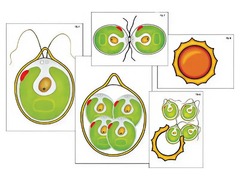 Модель-аппликация "Размножение одноклеточной водоросли" (ламинированная) - fgospostavki.ru - Киров