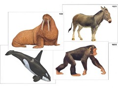 Модель-аппликация "Разнообразие высших хордовых 2. Млекопитающие" (ламинированная) - fgospostavki.ru - Киров