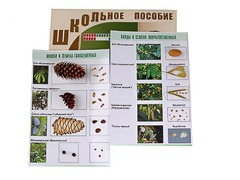 Коллекция "Шишки, плоды, семена деревьев и кустарников" - fgospostavki.ru - Киров