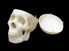 Модель "Череп человека" - fgospostavki.ru - Киров