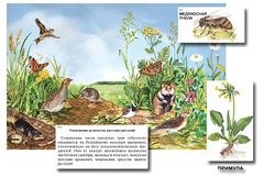 Магнитный плакат-аппликация "Луг: биоразнообразие и взаимосвязи в сообществе" - fgospostavki.ru - Киров