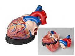 Модель сердца в разрезе (демонстрационная) - fgospostavki.ru - Киров