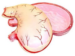 Модель желудка в разрезе - fgospostavki.ru - Киров