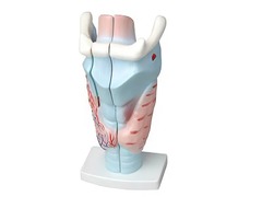 Модель гортани в разрезе - fgospostavki.ru - Киров