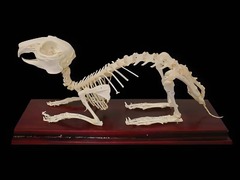 Скелет кролика - fgospostavki.ru - Киров