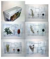 Коллекция "Голосеменные растения" - fgospostavki.ru - Киров