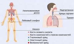 Интерактивные курсы. Биология 9 класс. Базовый. - fgospostavki.ru - Киров