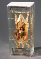 Влажный препарат "Внутреннее строение крысы" - fgospostavki.ru - Киров