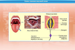 Интерактивные курсы. Биология 10 класс. Расширенный. - fgospostavki.ru - Киров