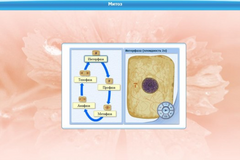 Интерактивные курсы. Биология 6 класс. Базовый - fgospostavki.ru - Киров