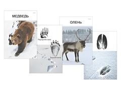 Комплект дидактических карточек "Следы на снегу" - fgospostavki.ru - Киров