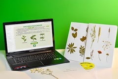 Гербарий натурально-интерактивный "Морфология растений" - fgospostavki.ru - Киров