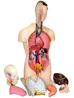 Торс человека разборный (42 см.) - fgospostavki.ru - Киров