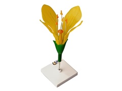 Модель цветка капусты - fgospostavki.ru - Киров