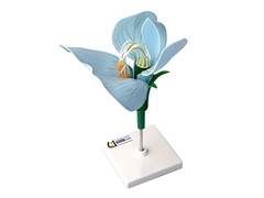 Модель цветка гороха - fgospostavki.ru - Киров