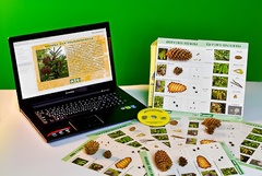 Коллекция натурально-интерактивная "Шишки, плоды, семена деревьев и кустарников" - fgospostavki.ru - Киров