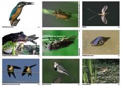 Комплект таблиц Природные зоны России. Сообщества (комплект 18 таблиц) - fgospostavki.ru - Киров