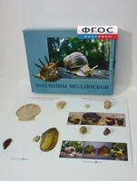 Коллекция "Раковины моллюсков" - fgospostavki.ru - Киров