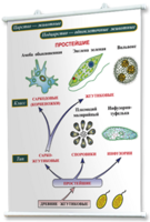 Плакаты по биологии для оформления кабинета. - fgospostavki.ru - Киров