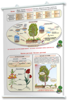 Плакаты по природоведению 2-3 классы. Для оформления кабинета. - fgospostavki.ru - Киров