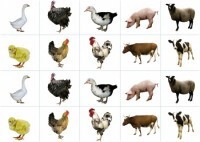 Комплект карточек "Запоминай, играй, считай" - Домашние животные - fgospostavki.ru - Киров