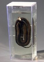 Влажный препарат "Уж" - fgospostavki.ru - Киров