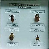 Коллекция энтомологическая "Представители отряда насекомых" - fgospostavki.ru - Киров