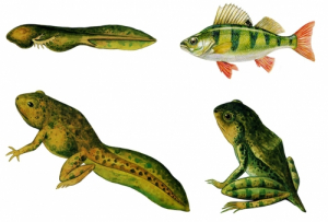 Модель-аппликация Цикл развития костной рыбы и лягушки - fgospostavki.ru - Киров