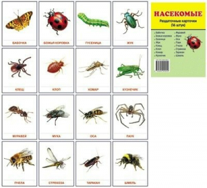 Раздаточные карточки "Насекомые" - fgospostavki.ru - Киров