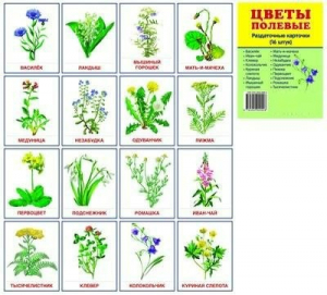 Раздаточные карточки "Цветы полевые" - fgospostavki.ru - Киров