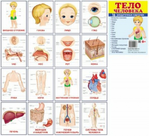 Раздаточные карточки "Тело человека" - fgospostavki.ru - Киров