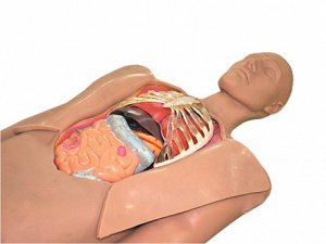 Муляж оперируемого пациента с экскурсией в грудную клетку и маской наркоза - fgospostavki.ru - Киров