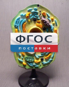 Модель "Клетка растения" - fgospostavki.ru - Киров