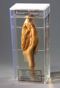 Влажный препарат "Внутреннее строение рыбы" - fgospostavki.ru - Киров