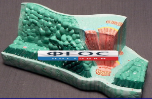 Модель "Структура листа" - fgospostavki.ru - Киров