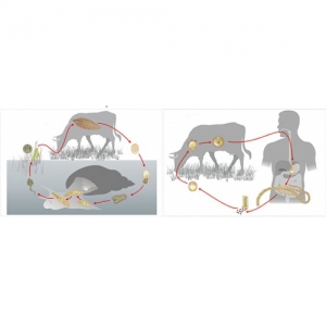 Модель-аппликация Цикл развития бычьего цепня и печеночного сосальщика - fgospostavki.ru - Киров