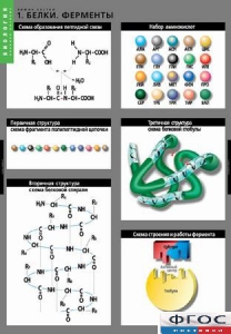 Комплект таблиц. Биология. Химия клетки. - fgospostavki.ru - Киров
